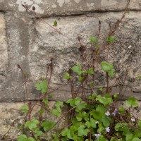 Ivy-leaved Toadflax